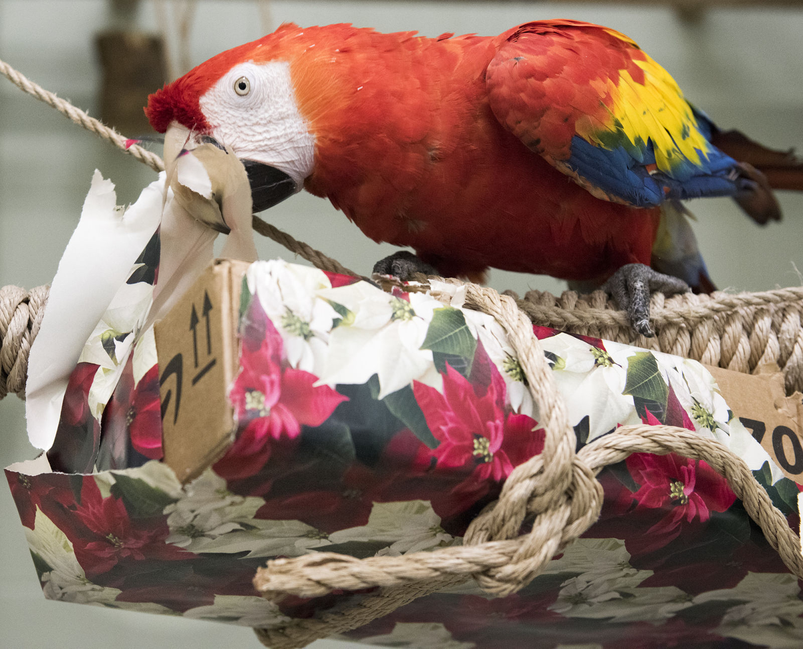 Macaw